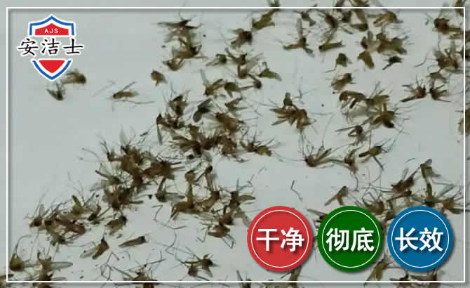 万宁苍蝇防治-灭蝇