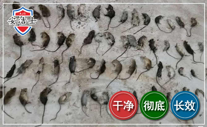 万宁鼠害防治-灭鼠