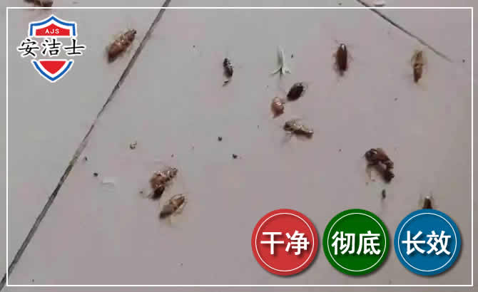 万宁蟑螂防治-灭蟑螂
