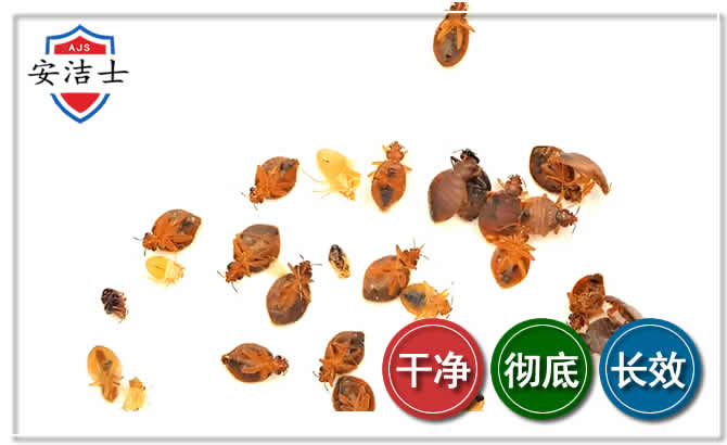 万宁臭虫防治-消灭臭虫